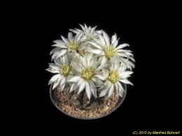 Gymnocalycium ragonesii 229